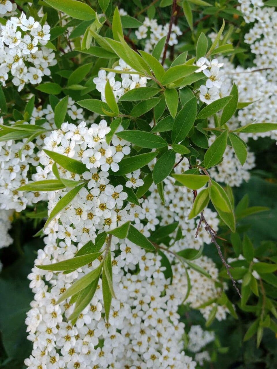 Prunenkätzchen 19