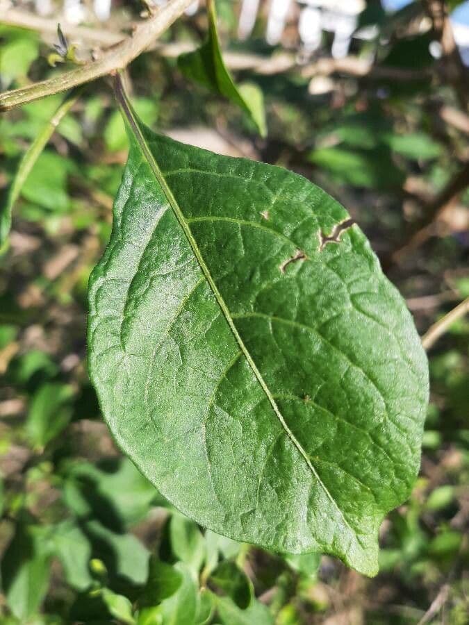 Lycianthes 18