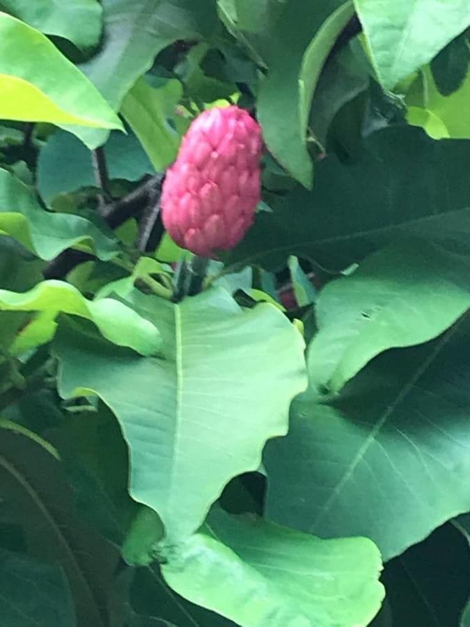 Magnolia a ombrello 3