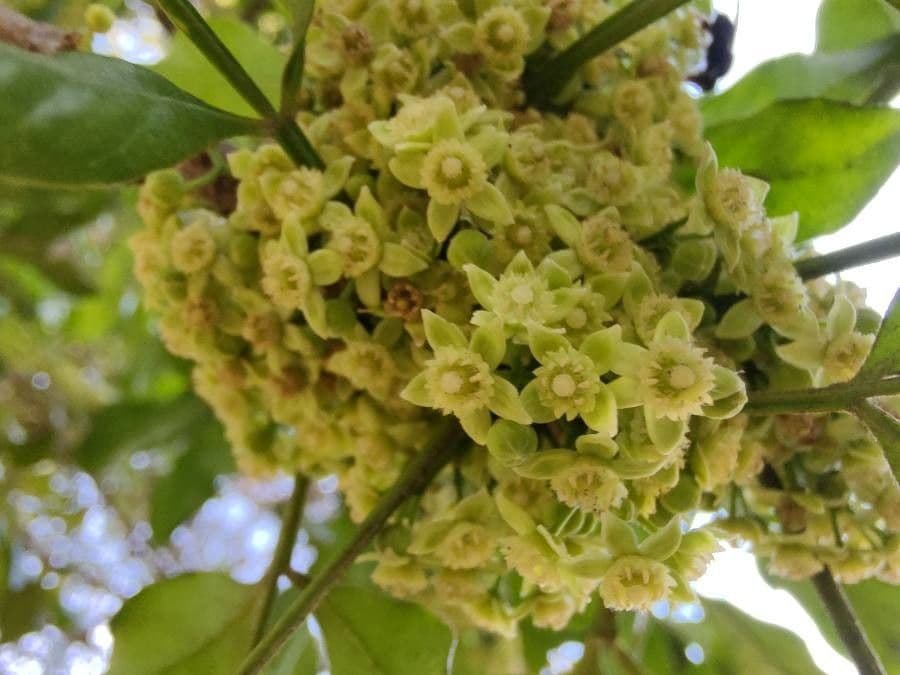 Trichilia havanensis 6