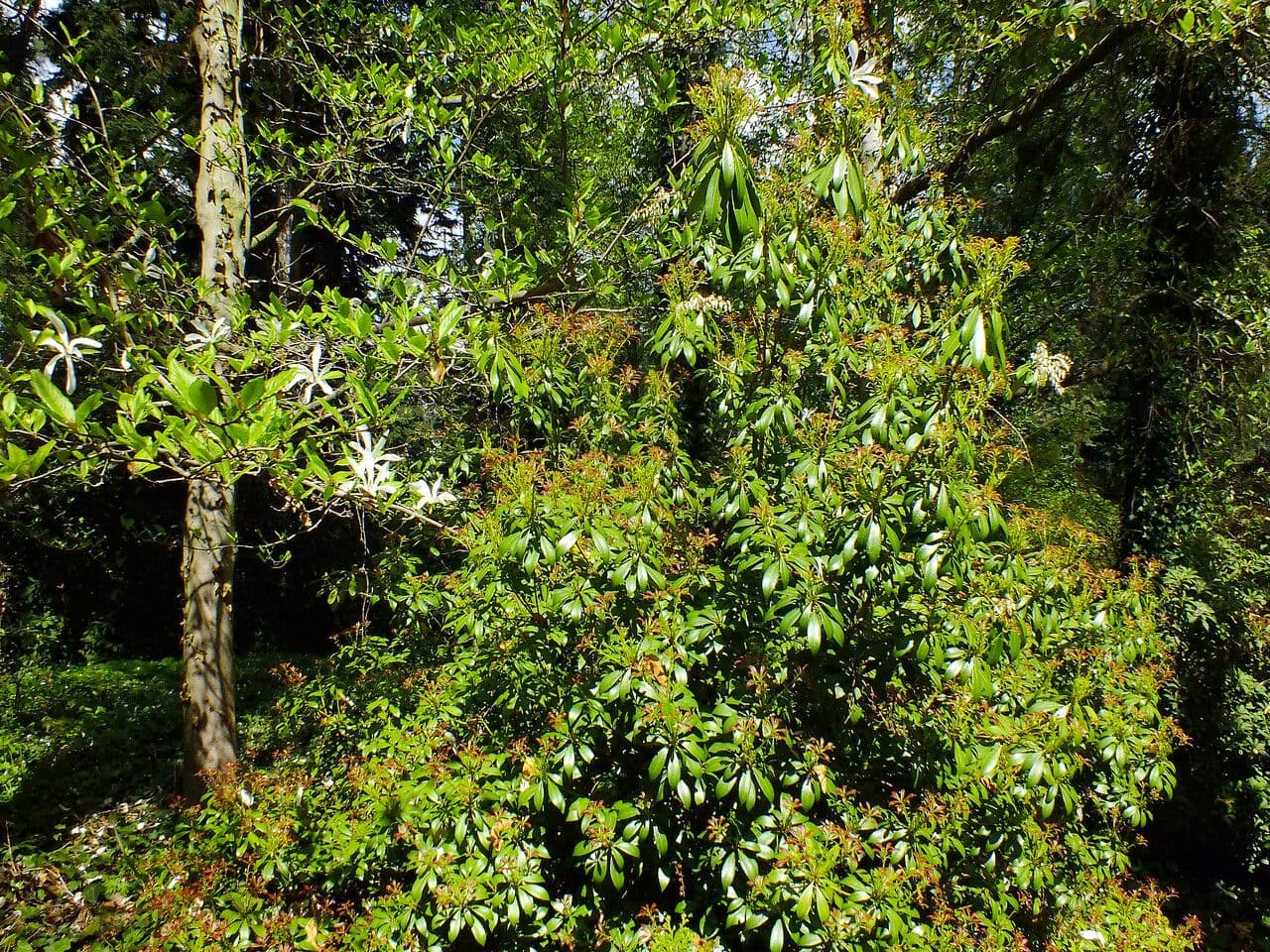 Pieris giapponese 13