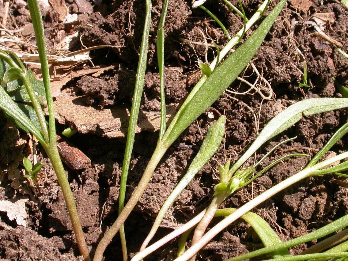 Claytonia 17