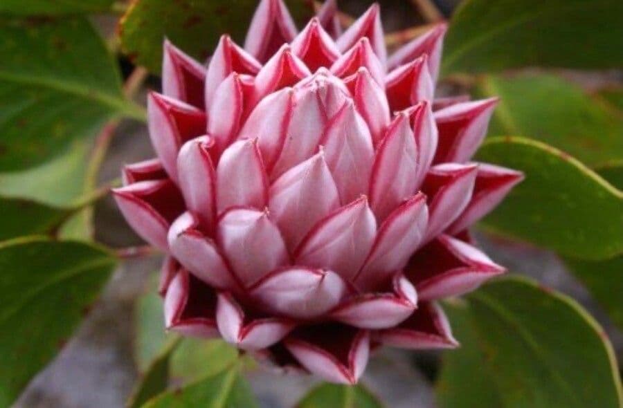 Thonningia 5