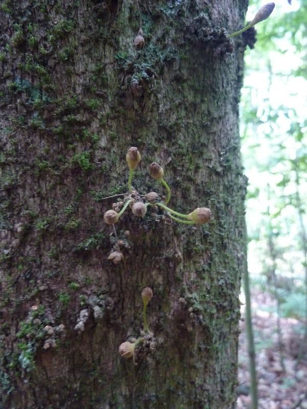 Chrysophyllum cuneifolium 5
