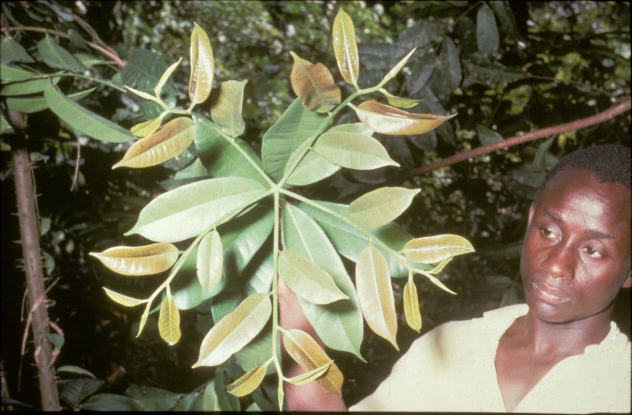 Anthostema