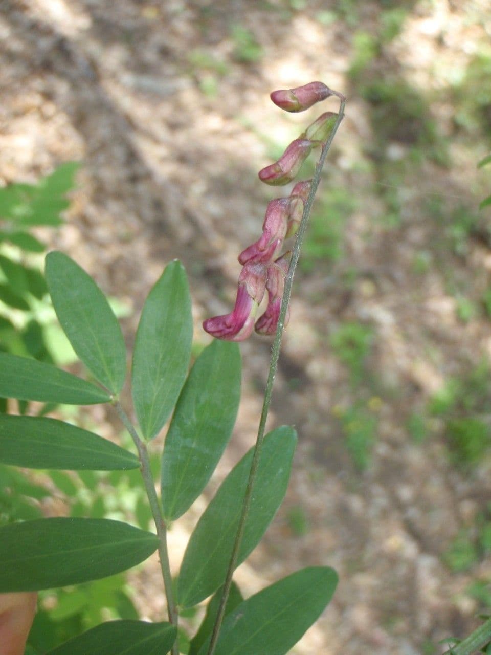 Platterbse 19