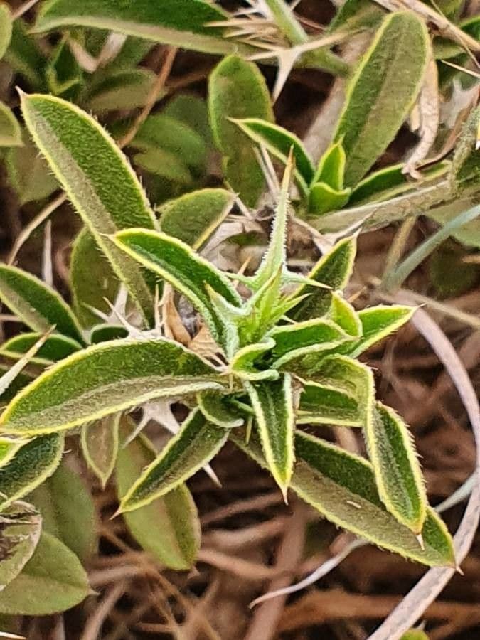 Barleria 14