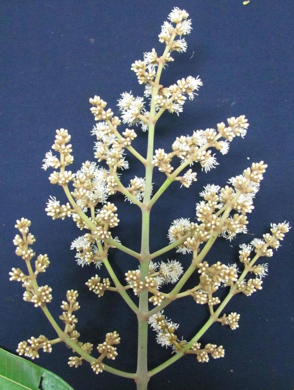 Miconia 19