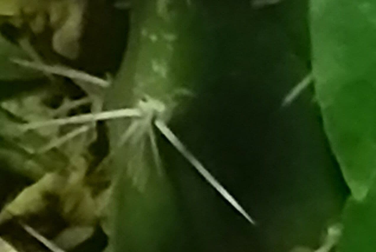 Apfelkaktus 6