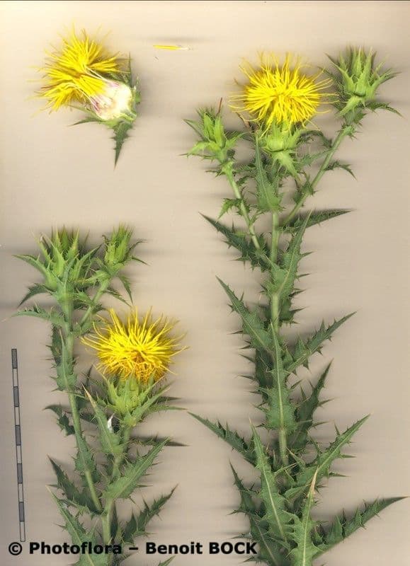 Baumsaflor 16