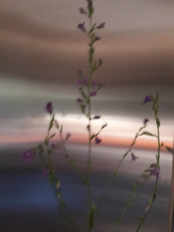 Limonium