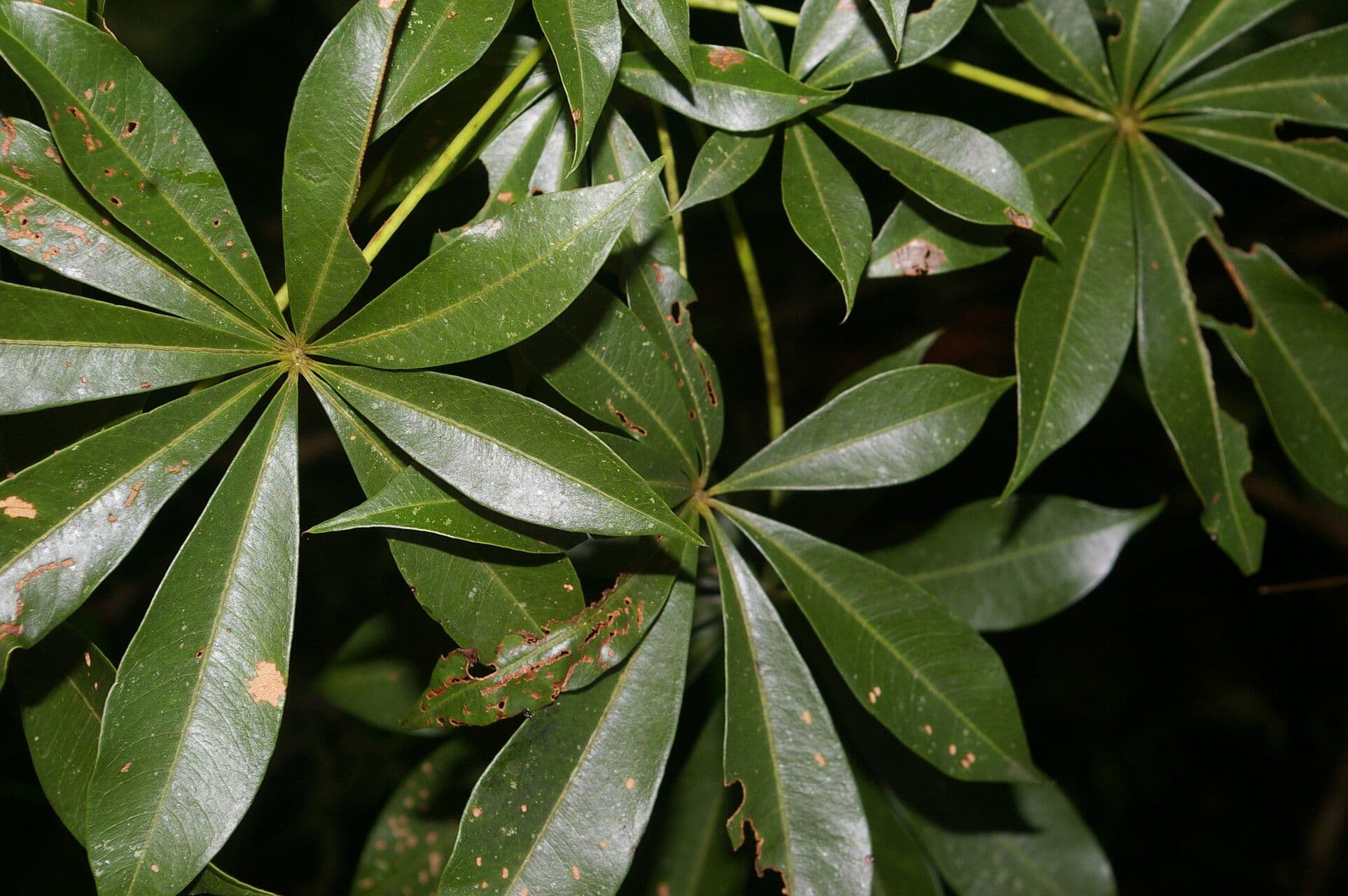 Spirotheca 9