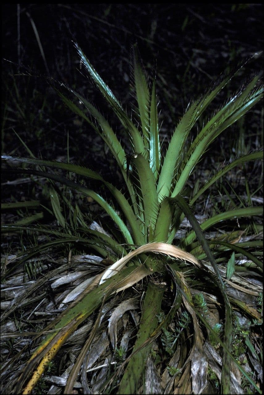 Panicaut paniculé 5