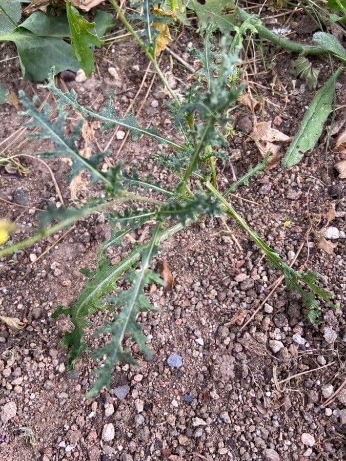 Bunias erucago 19