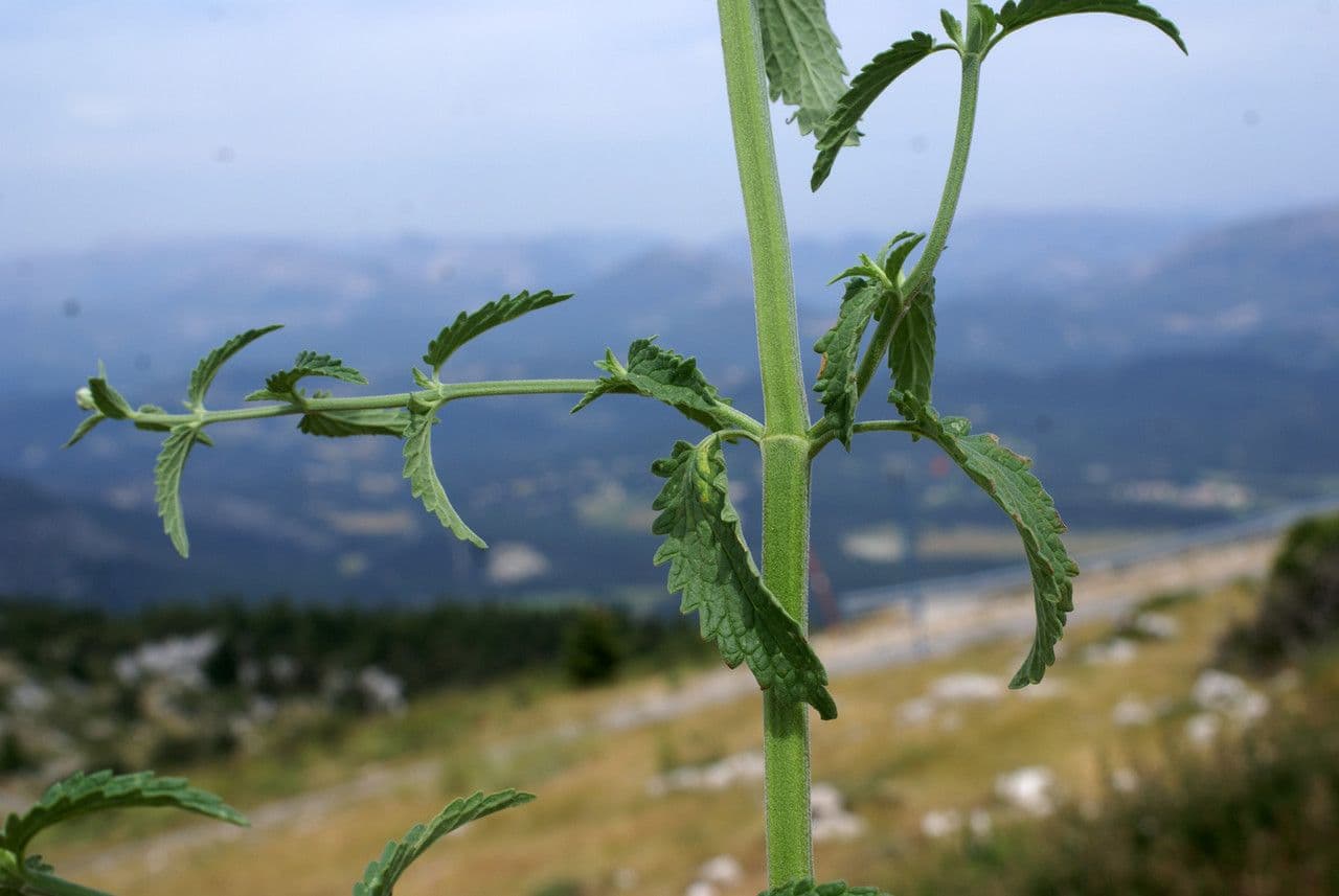 Kleinblättrige Katzenminze 14