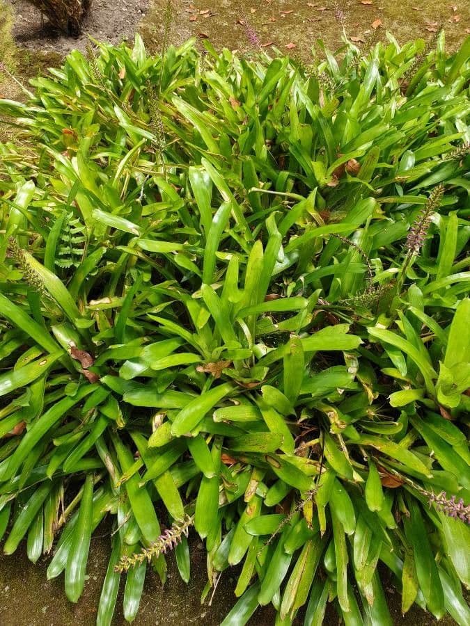 Aechmea 10