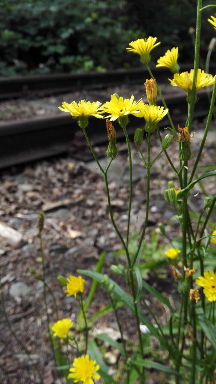 Radicchiella capillare 14
