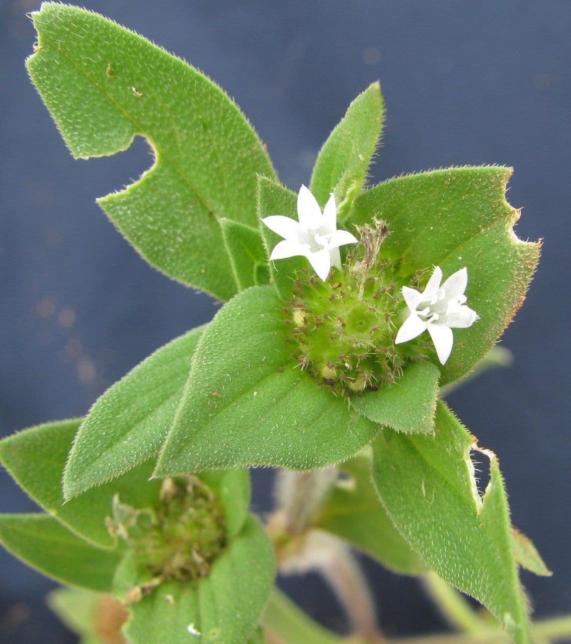 Richardia scabra 25