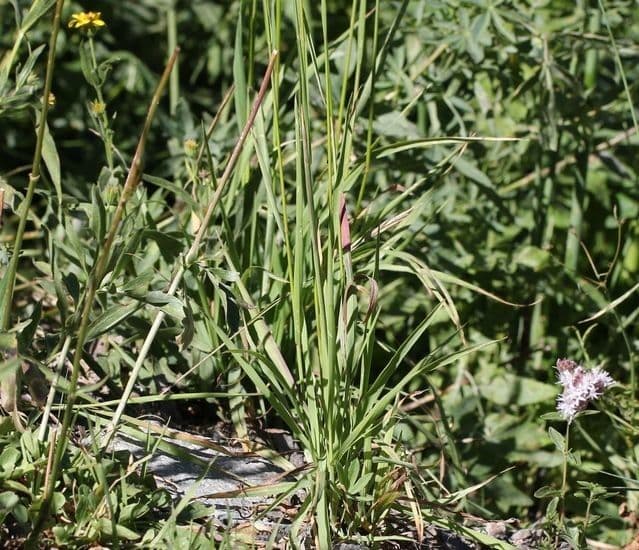 Bromus Suksdorfa 4