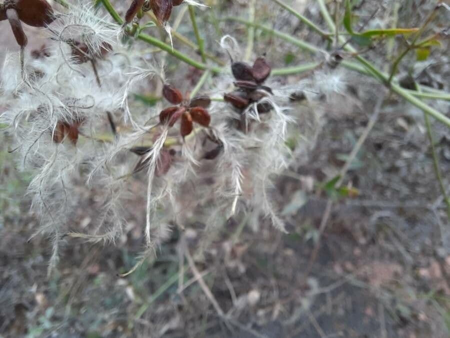 Clematítide