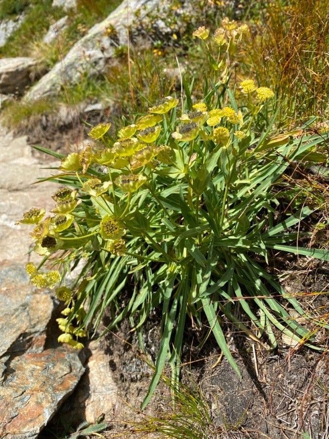 Bupleurum stellatum 15