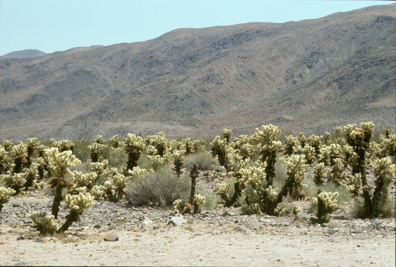 Cholla orsacchiotto 11