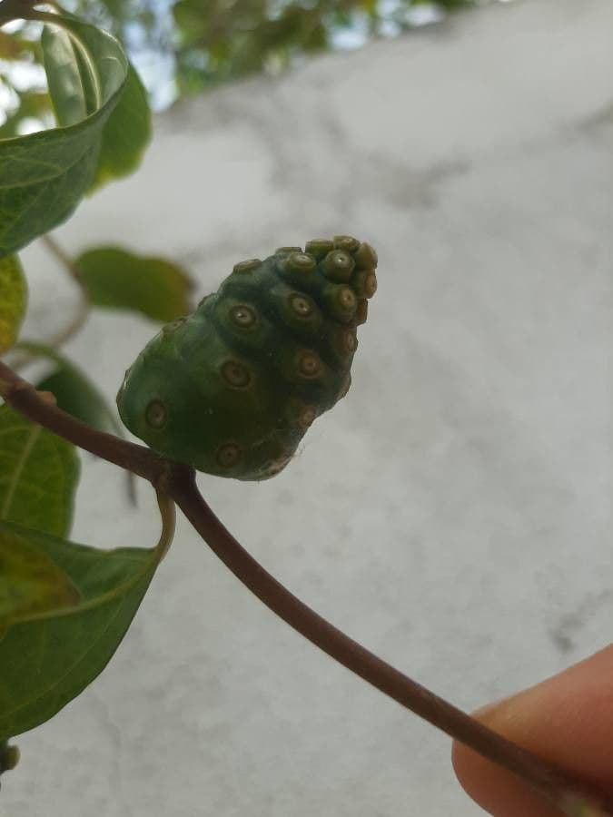 Morinda royoc
