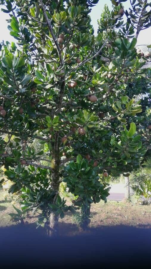 Mamey 11