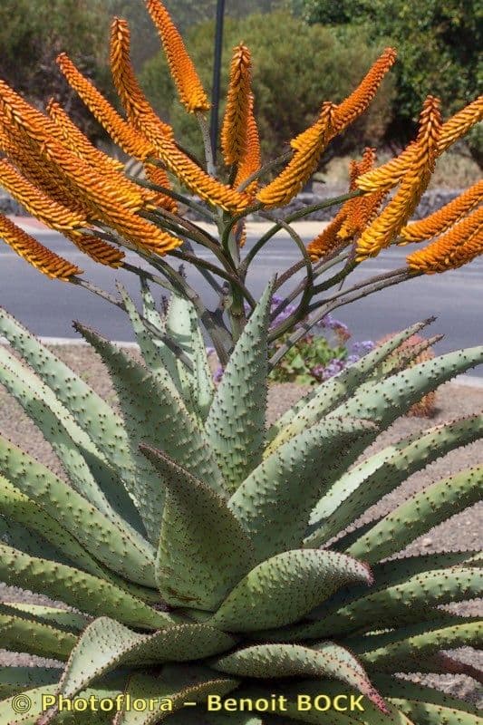 Transvaal-Aloe 20