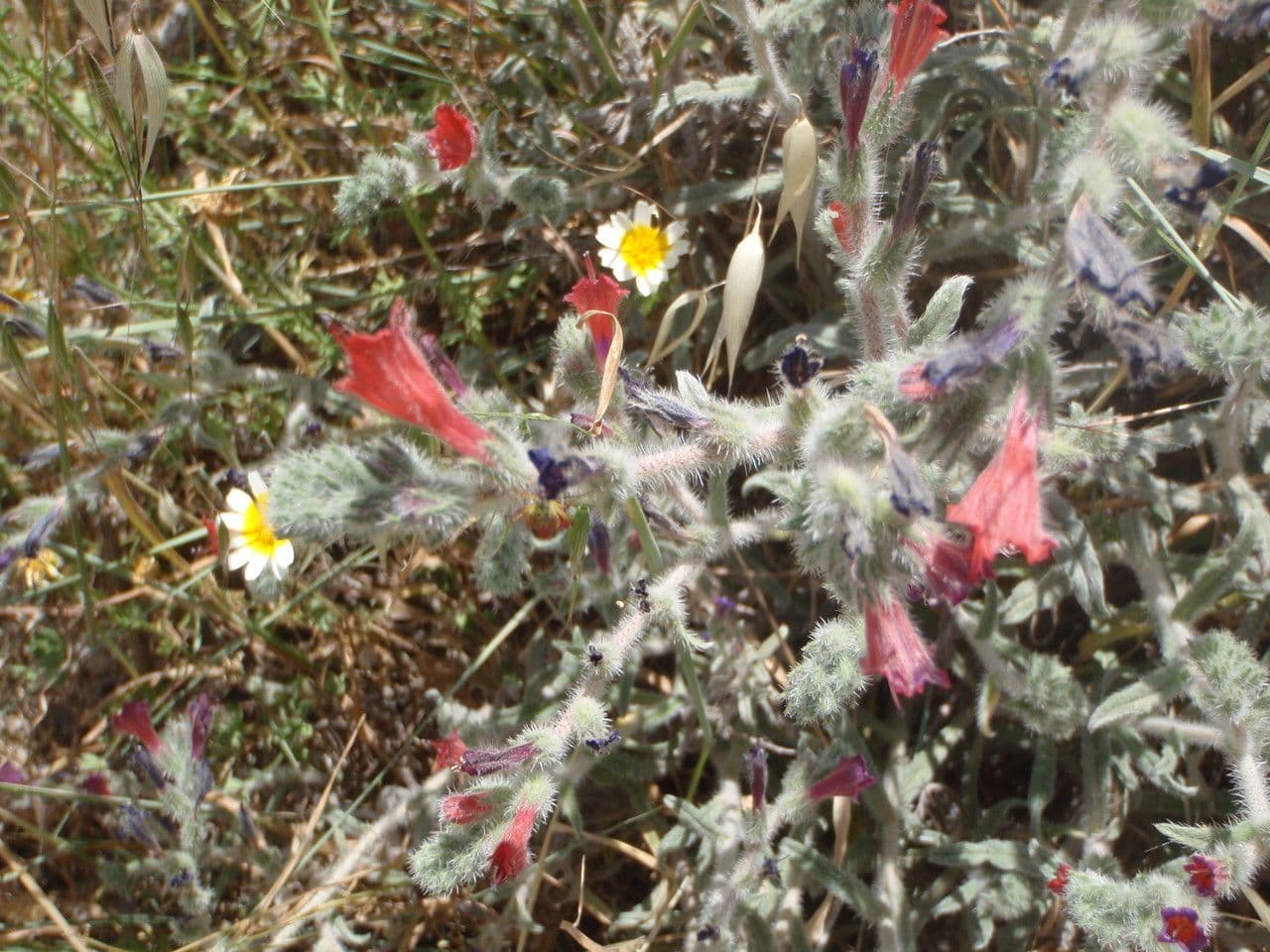 Echium angustifolium 9