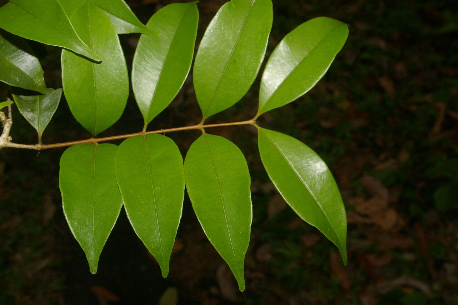 Eugenia costaricensis 9
