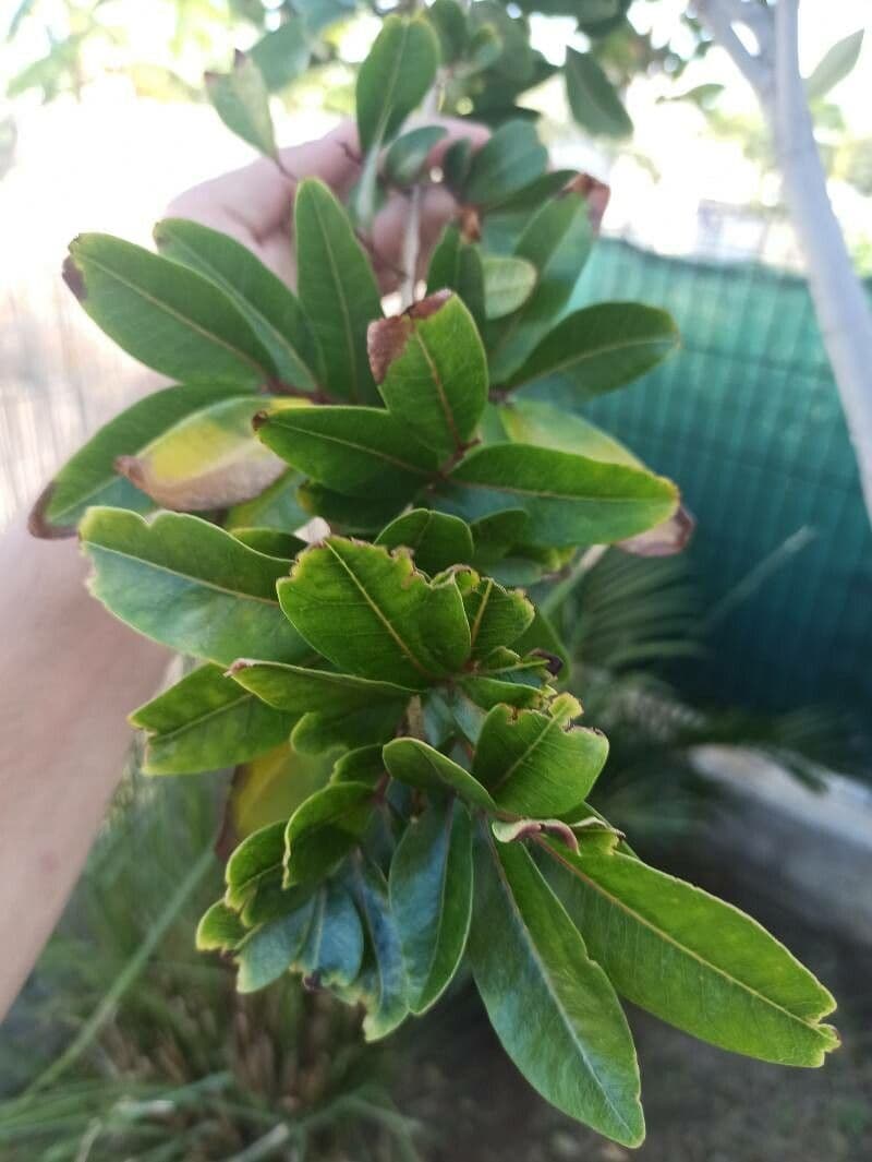 Doratoxylon apetalum 10