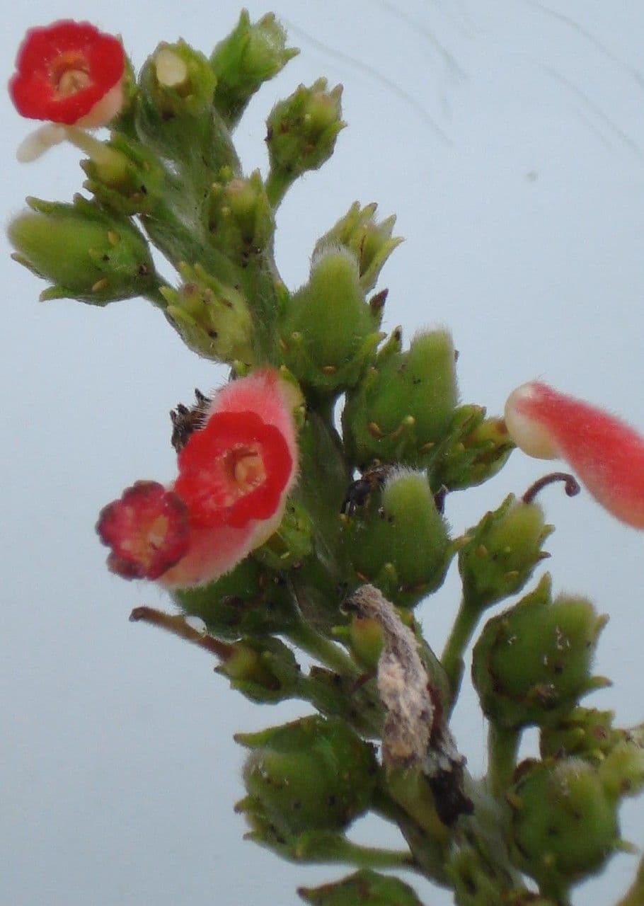 Kohleria