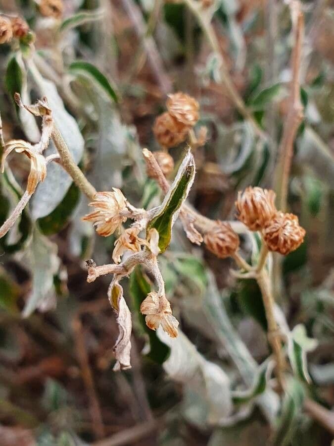 Gutenbergia 3