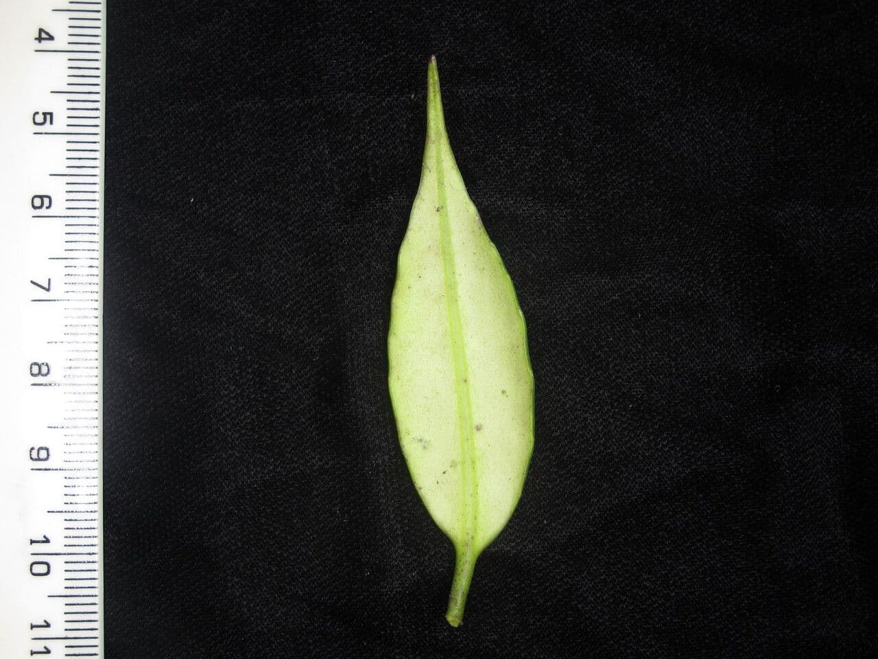 Aeschynanthus 19