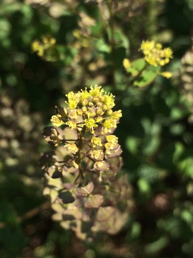 Lepidium perfoliatum 8