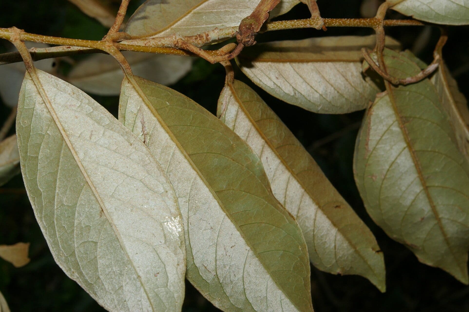Heteropterys