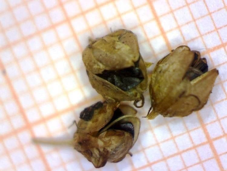 Aglio saxatile