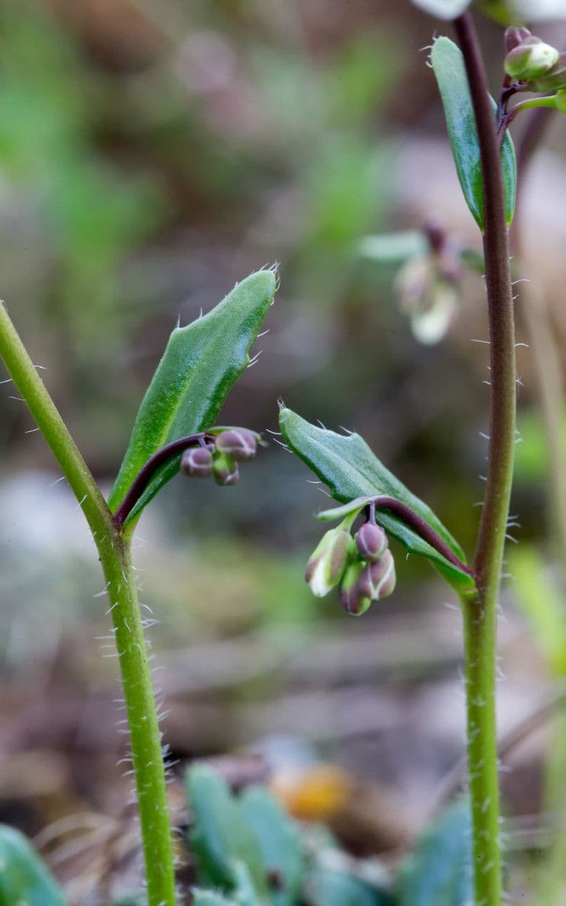 Arabis scabra 4