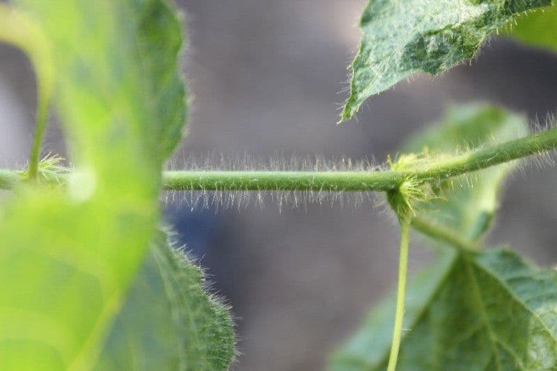 Passiflora fetida 21