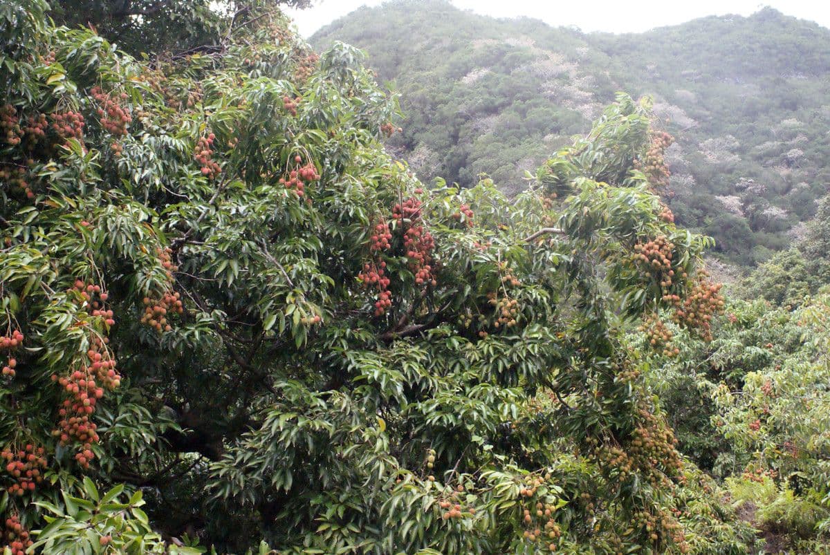 Litchi 13