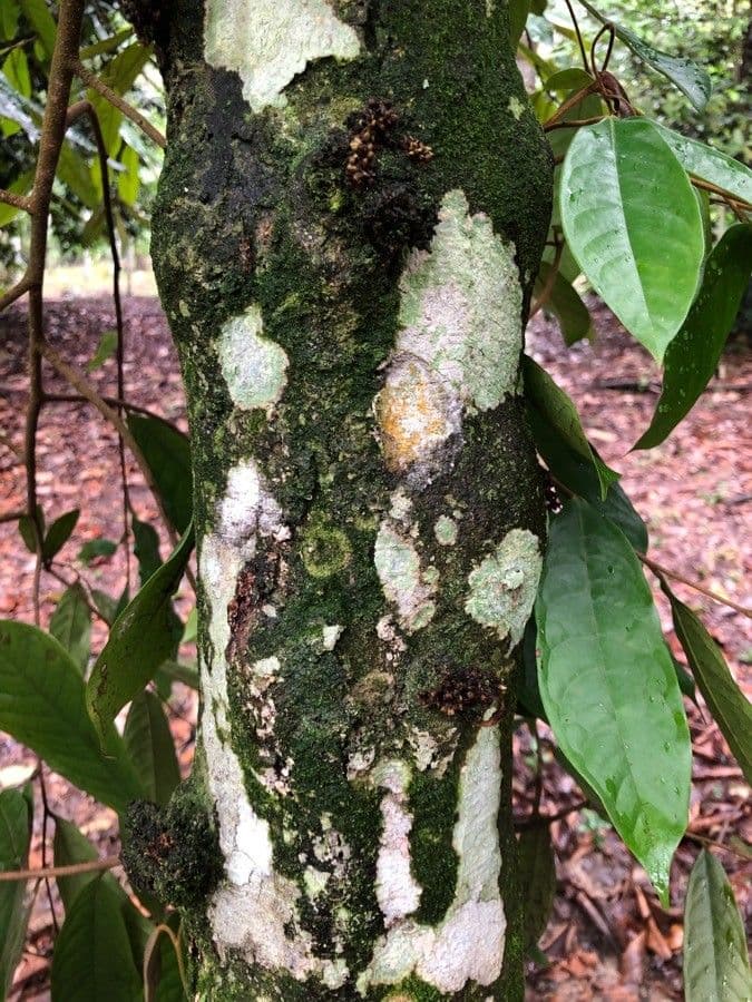 Polyalthia 4
