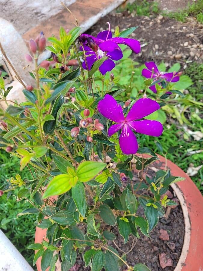 Glory bush 8