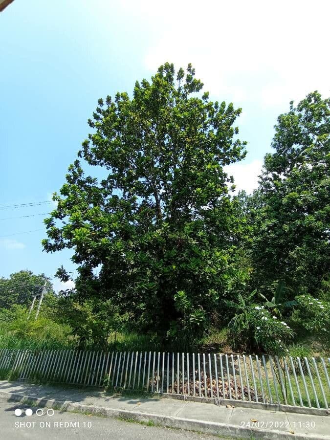 Wild cashew