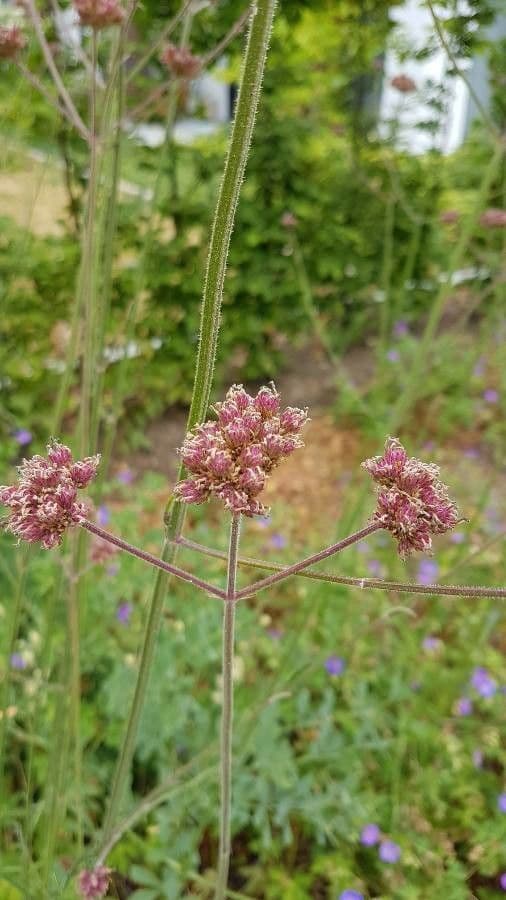 Verbena di Buenos Aires 2