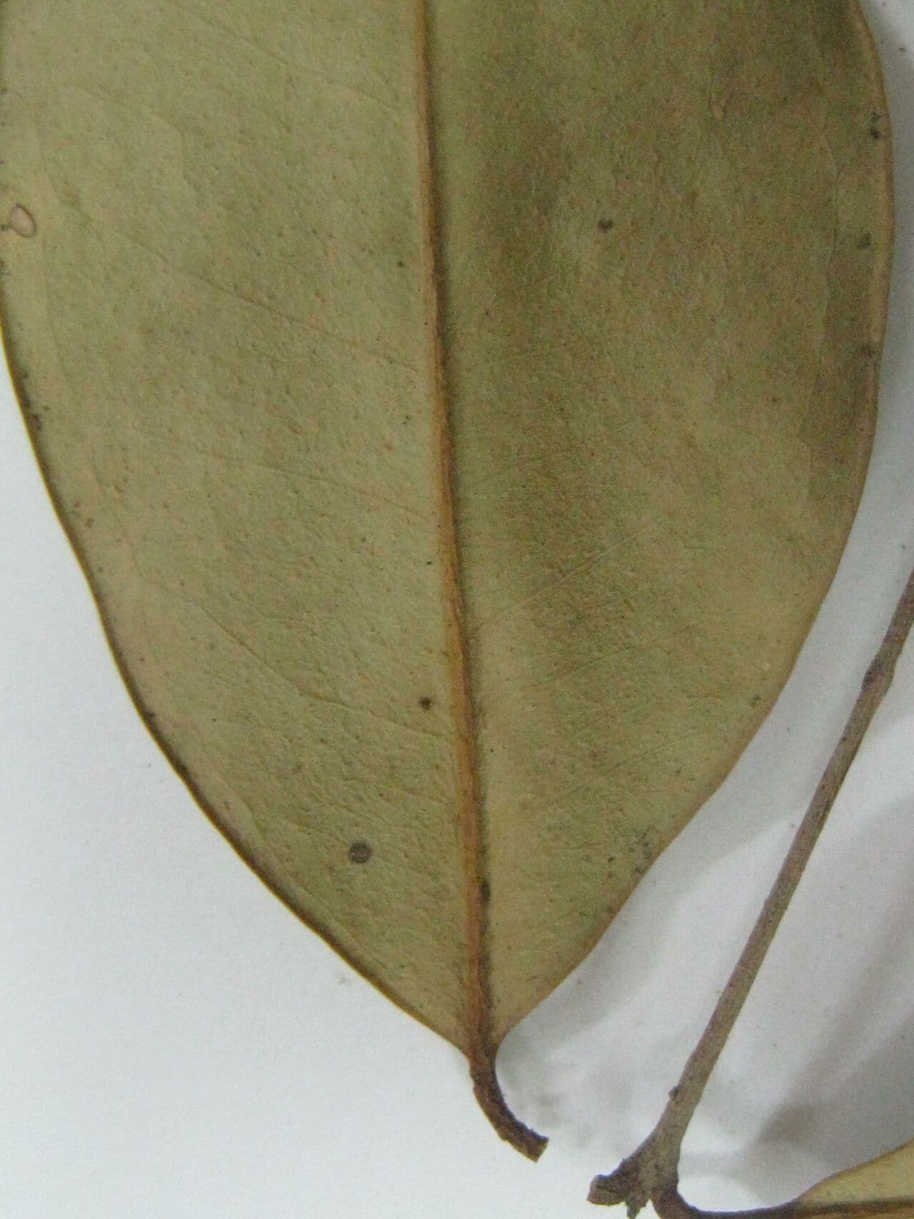 Eugenia