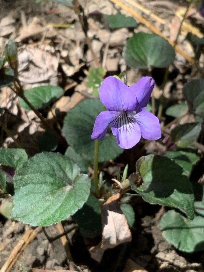 Viola del Labrador 5