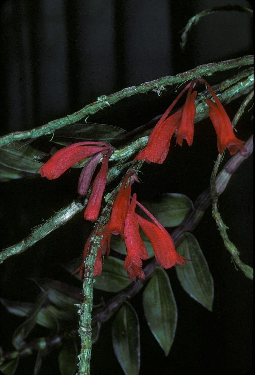 Dendrobium 2