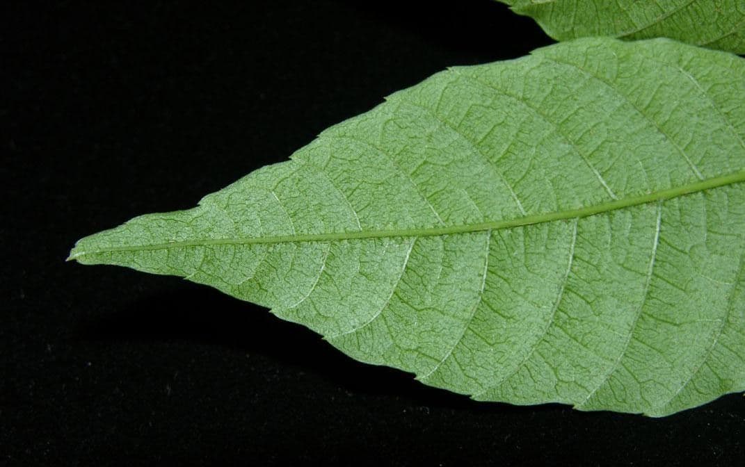 Allophylus 24