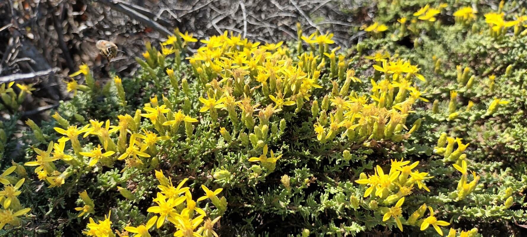 Ericameria ericoides 2
